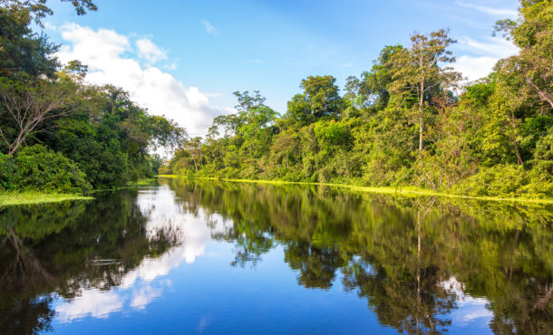 Amazon rain forest perfectly reflected in a small river