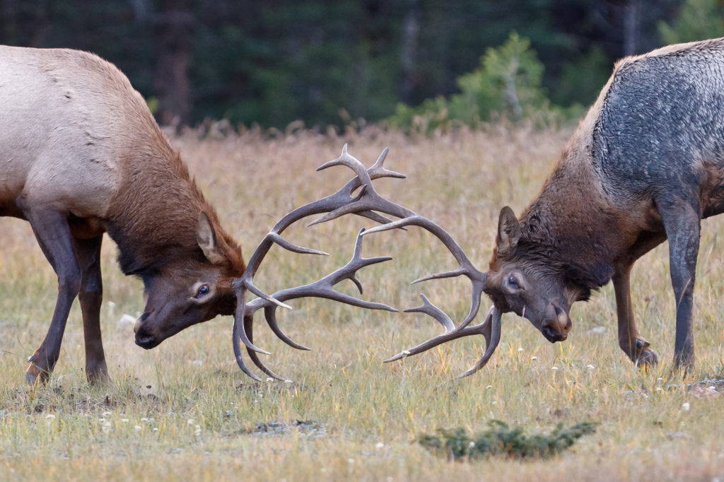 Two Elk