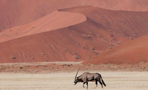 Horned animal in front of dunes