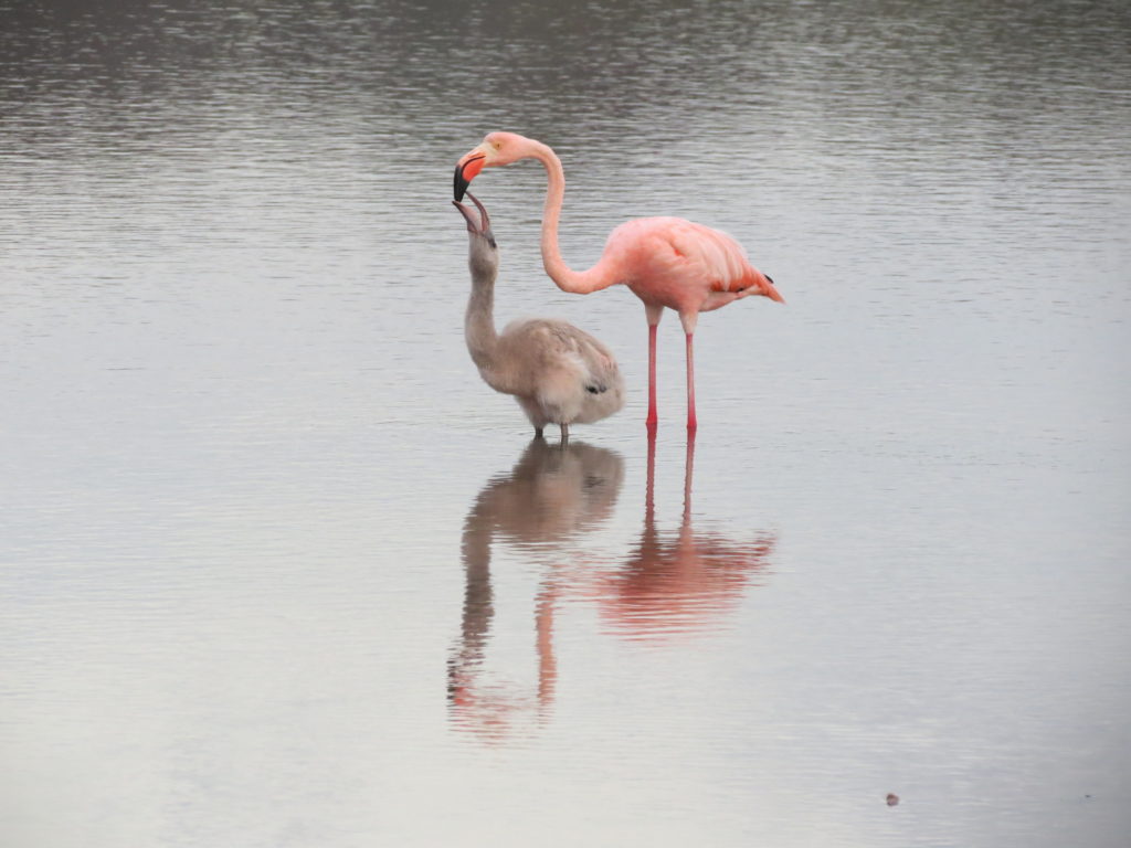 Flamingo and baby