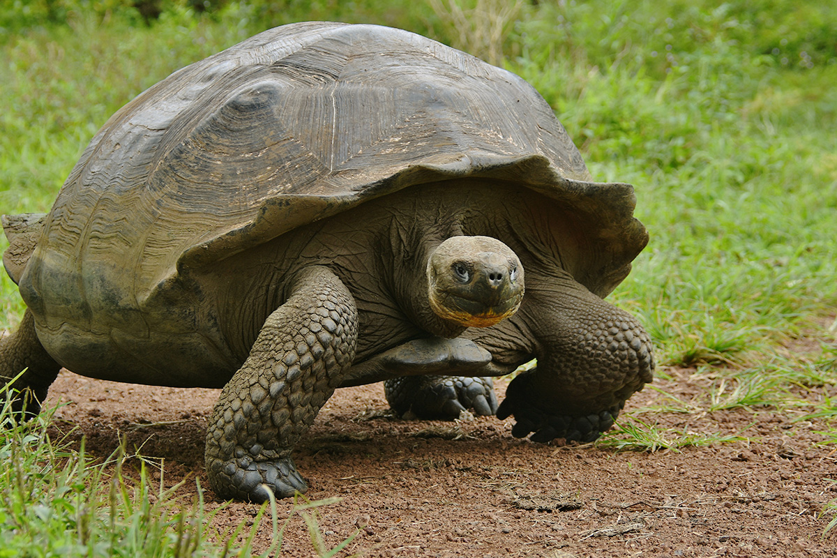 Giant tortoise