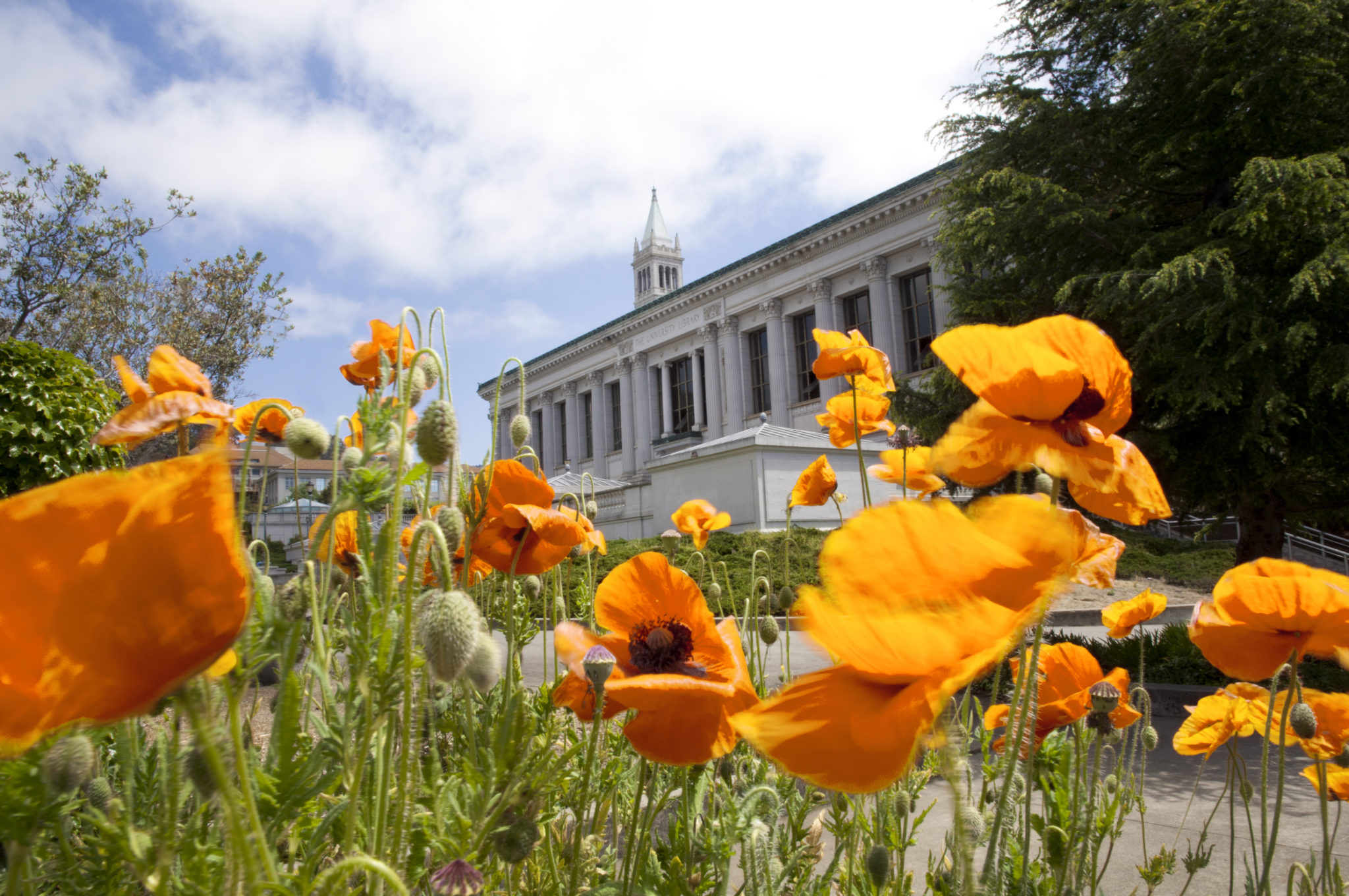 poppies in front of Doe library