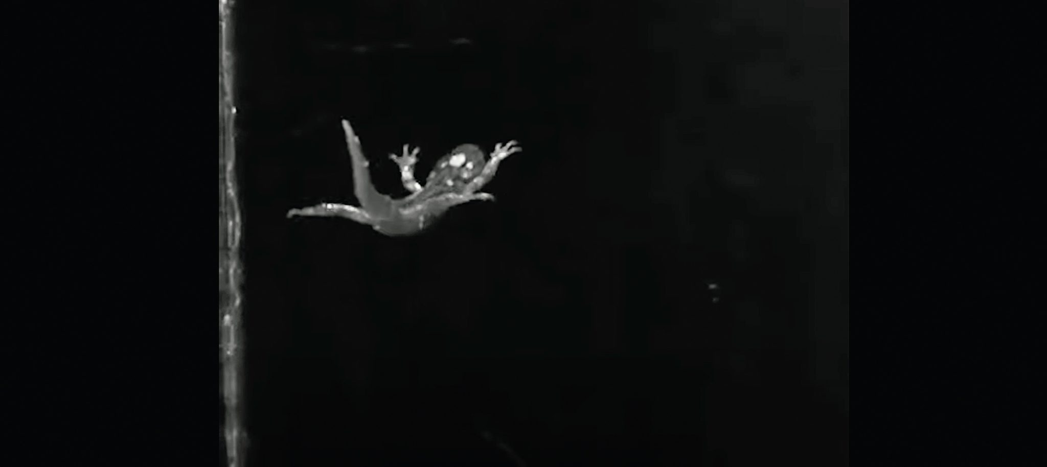Salamander skydiving