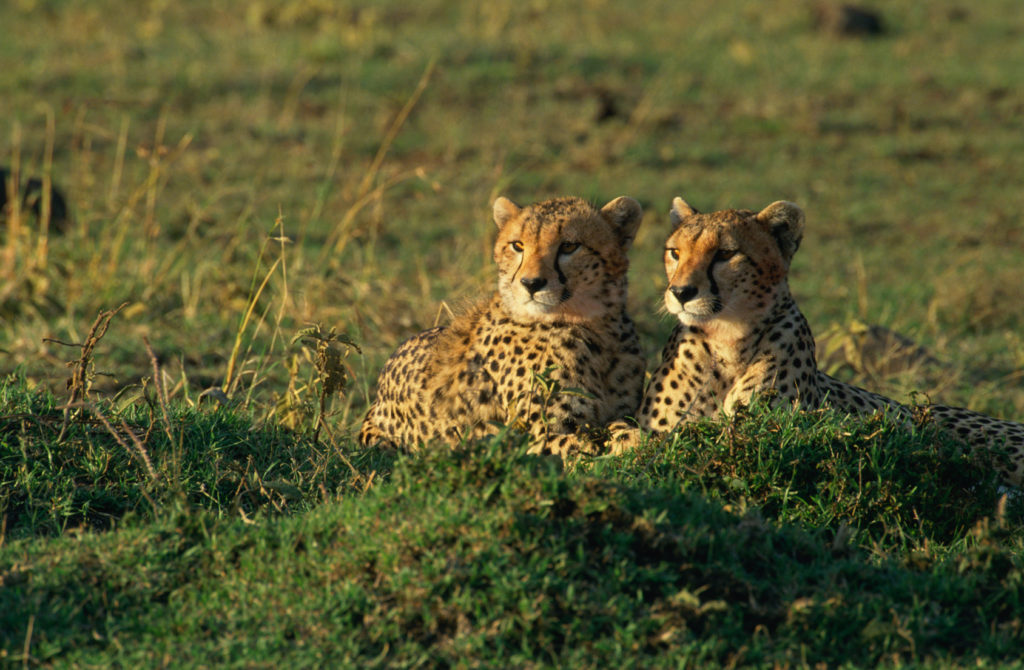 Cheetah siblings at Masai Mara National Park in Kenya