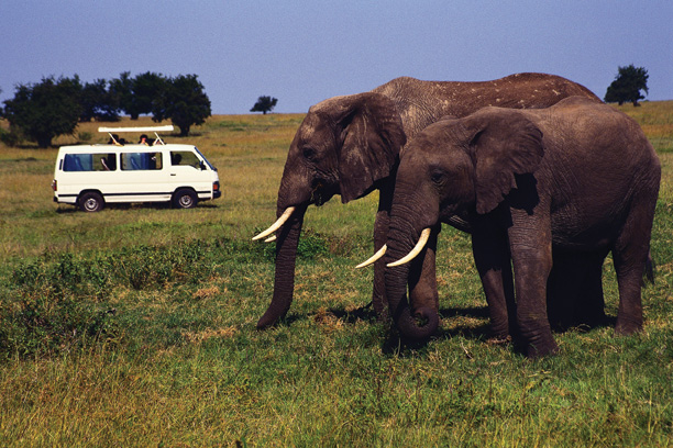Elephants next to a car