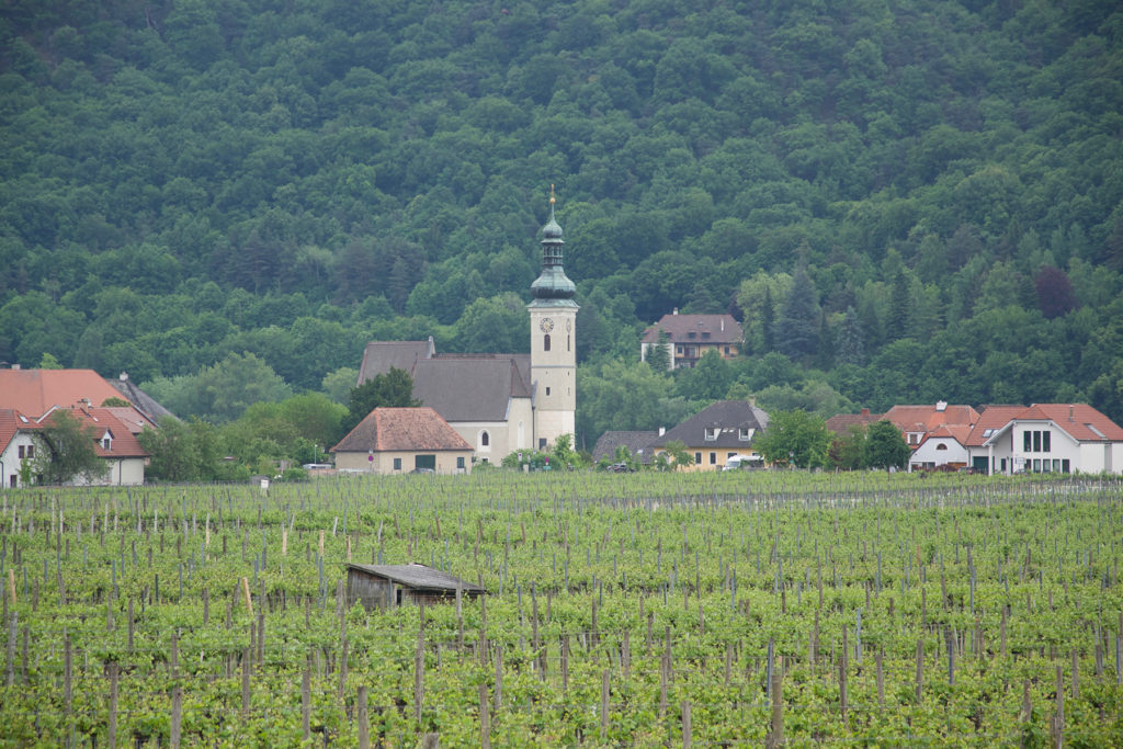 Vineyard in Wachau Valley