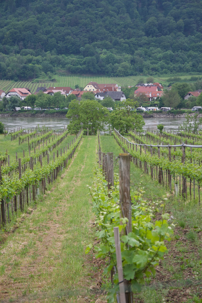 Vineyard in Wachau Valley