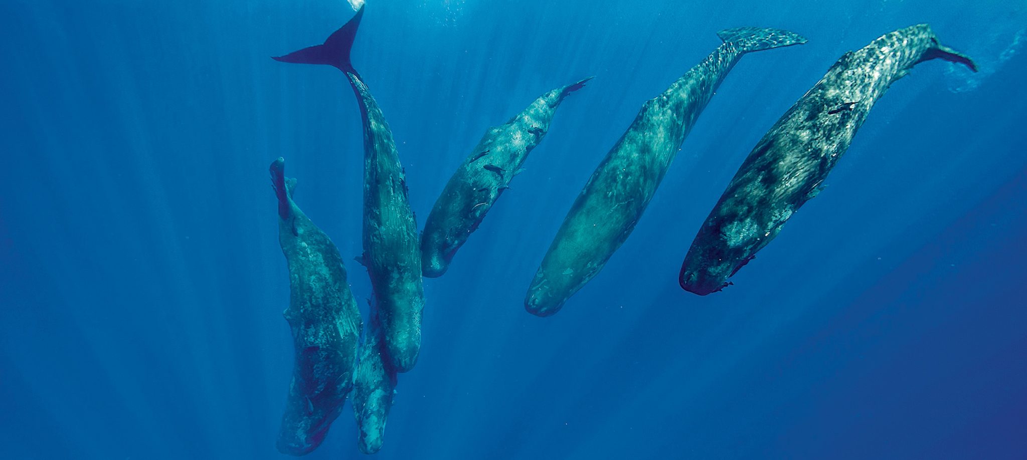Pod of sperm whale calves and their mother diving, image was taken off the north western coast of Mauritius.