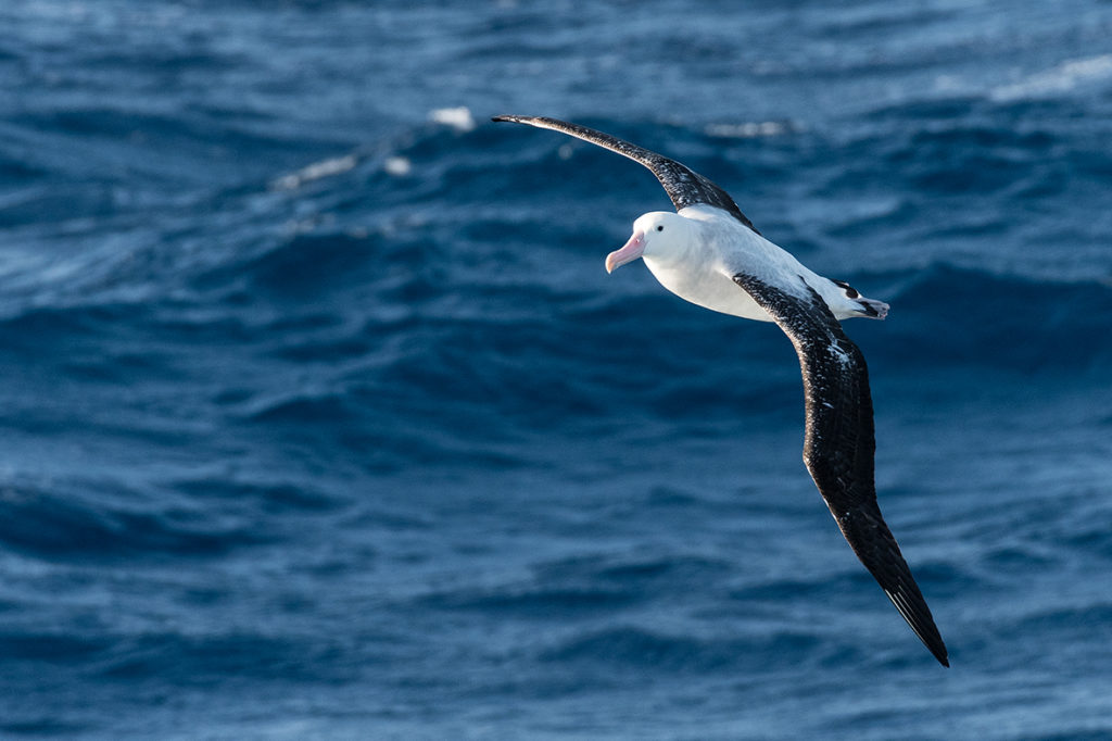 Albatross flying above blue water