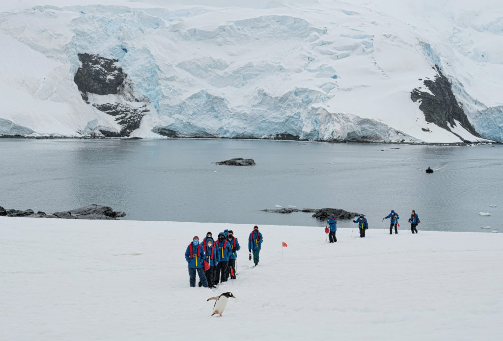 Group of guests in blue parkas hiking in a line on snow behind singular penguin