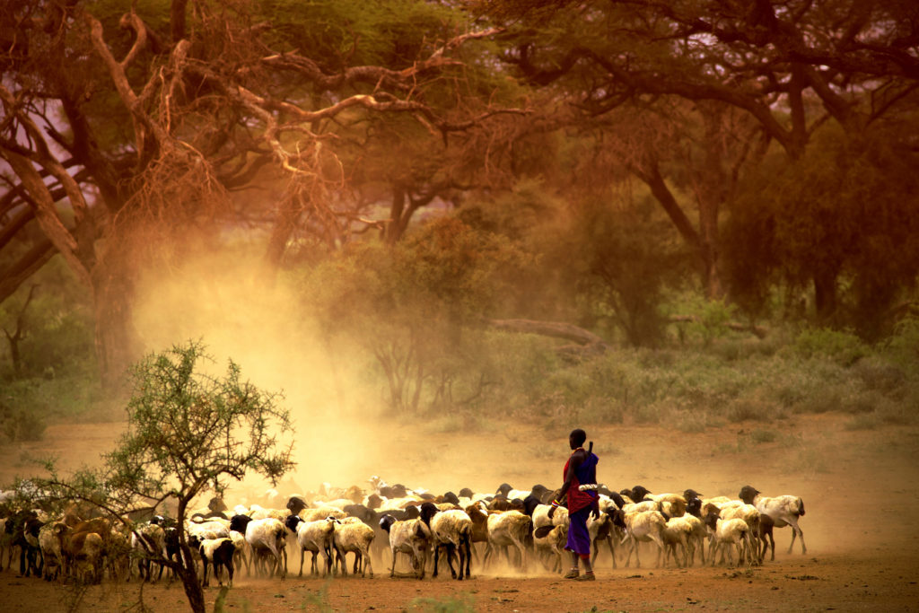 Man Herding goats