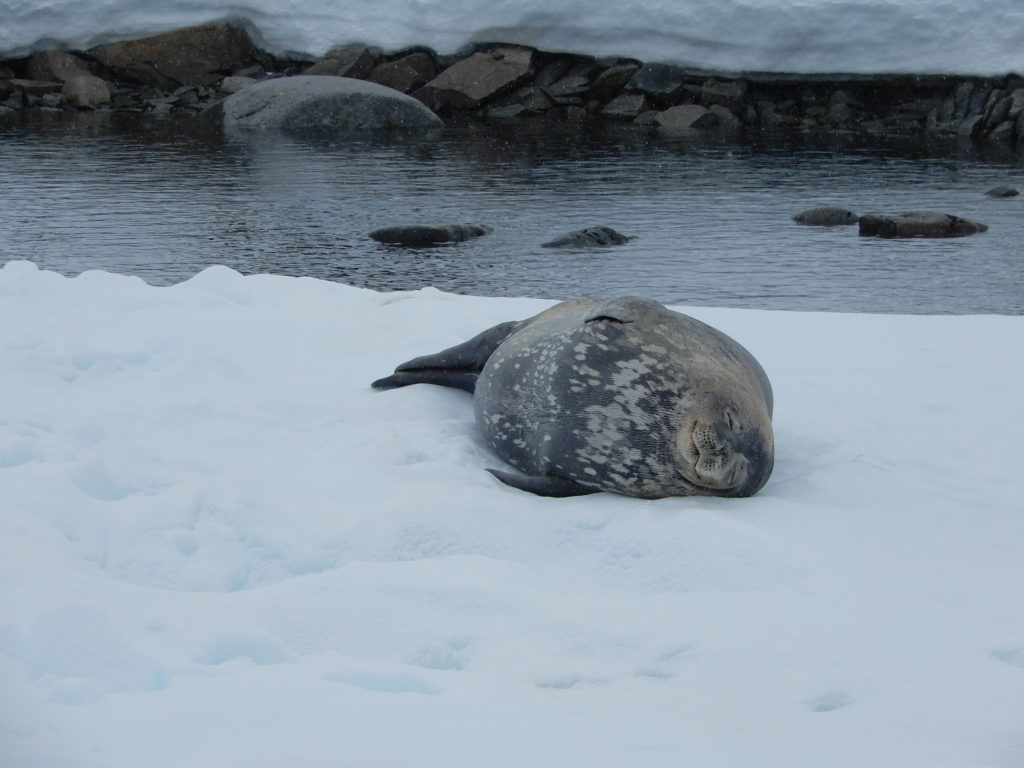 Grey seal taking a nap with eyes closed on snow with water behind it