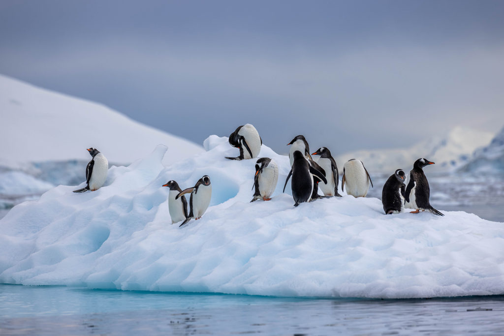 Group of penguins standing in different configurations on iceberg with water surrounding them