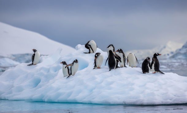 Group of penguins standing in different configurations on iceberg with water surrounding them
