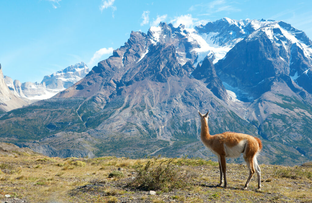 Guanaco in Torres del Paine national park admiring the mountains
