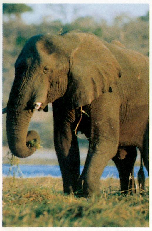 Chobe elephant