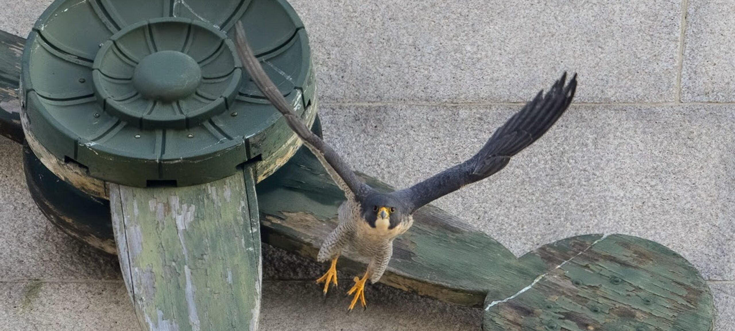 Peregrine Falcon  National Wildlife Federation