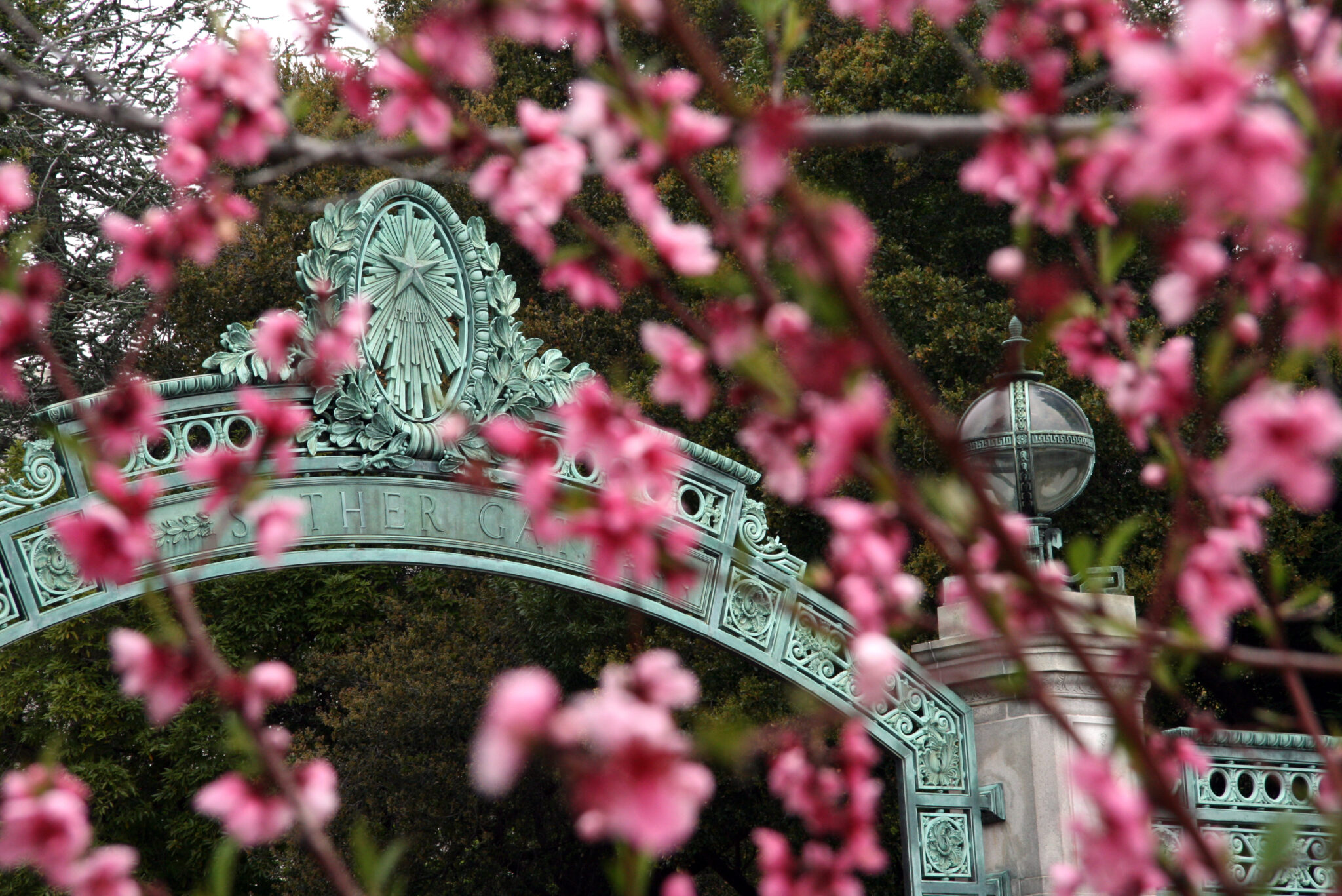 Sather Gate seen through pink flowers.