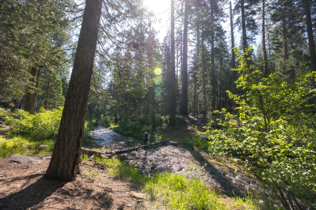 forest scenery with pine trees and a creek