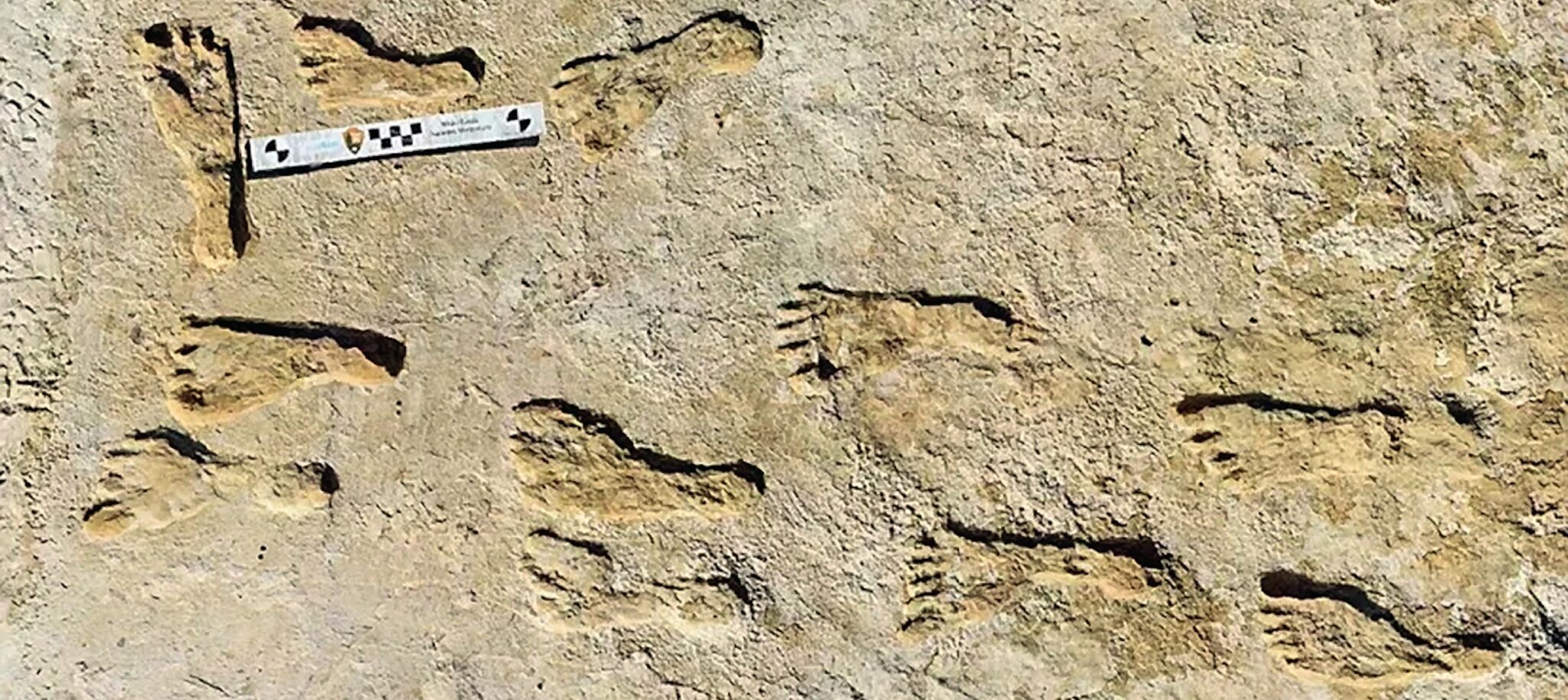 fossilized footprints