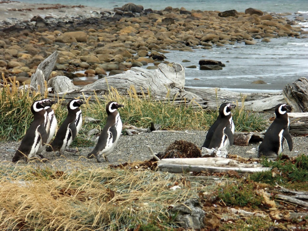 row of penguins marching towards water