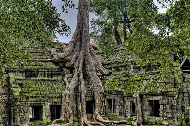 tree grows out of moss-covered building at Angkor Thom