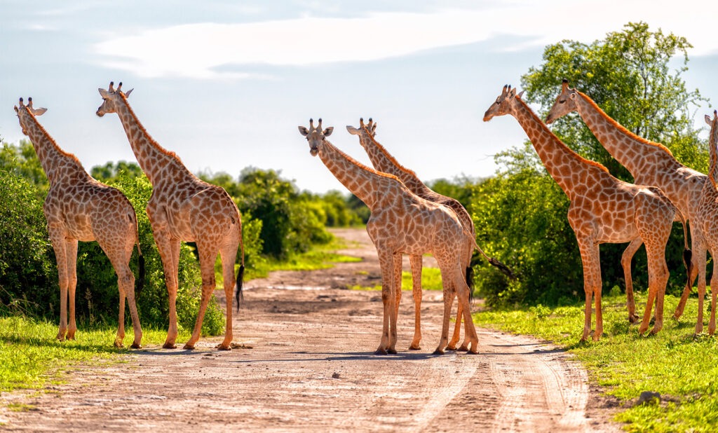 A group of giraffes standing on a dirt road