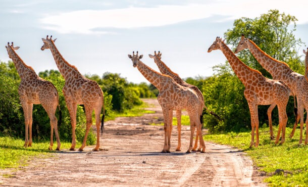 A group of giraffes standing on a dirt road