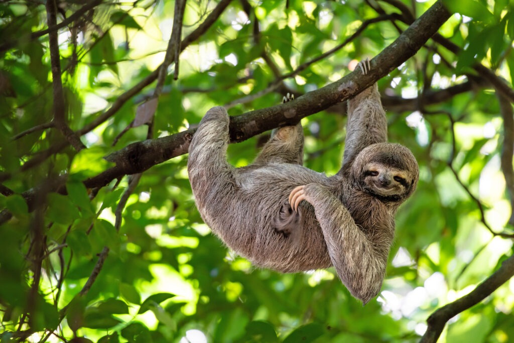 A sloth hanging from a tree branch