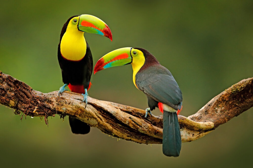 A couple of colorful toucan birds on a branch