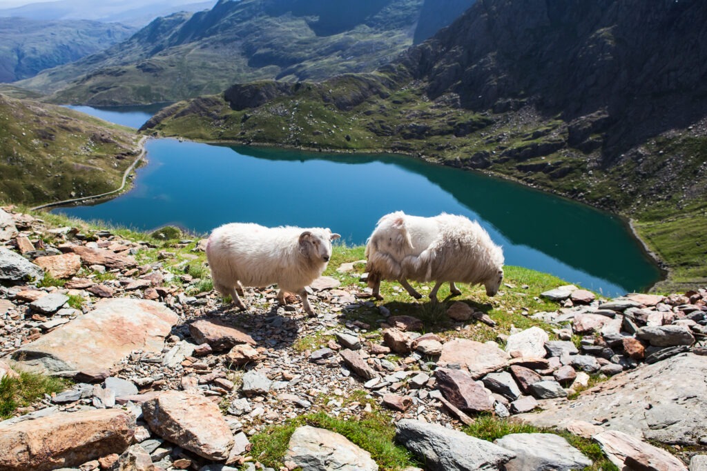 two sheep on a mountaintop