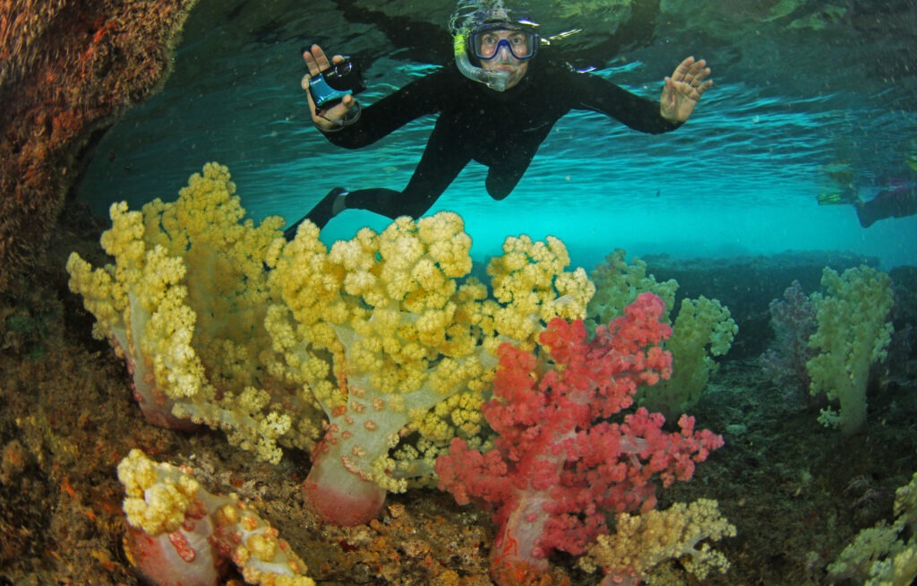 snorkeler swims over yellow and red coral reefs