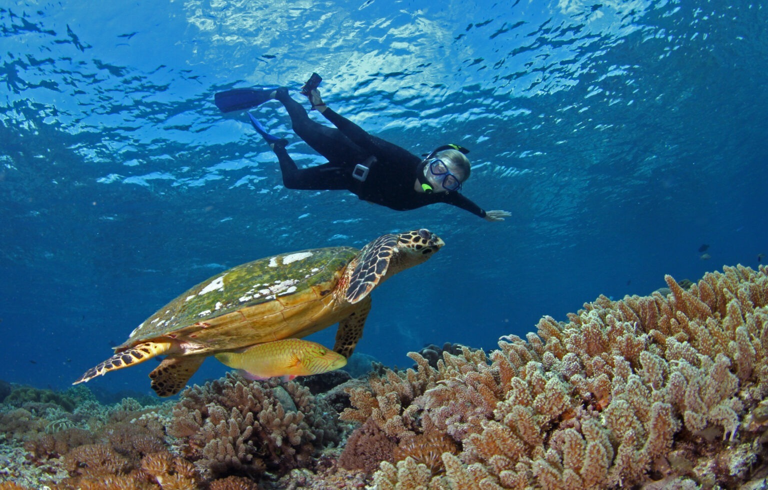 a snorkeler swims over a Hawksbill sea turtle
