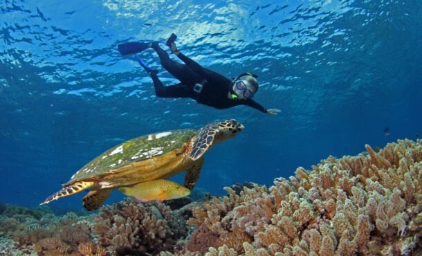 a snorkeler swims over a Hawksbill sea turtle