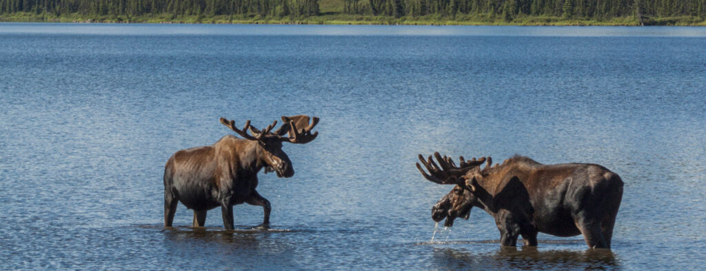 two moose in water