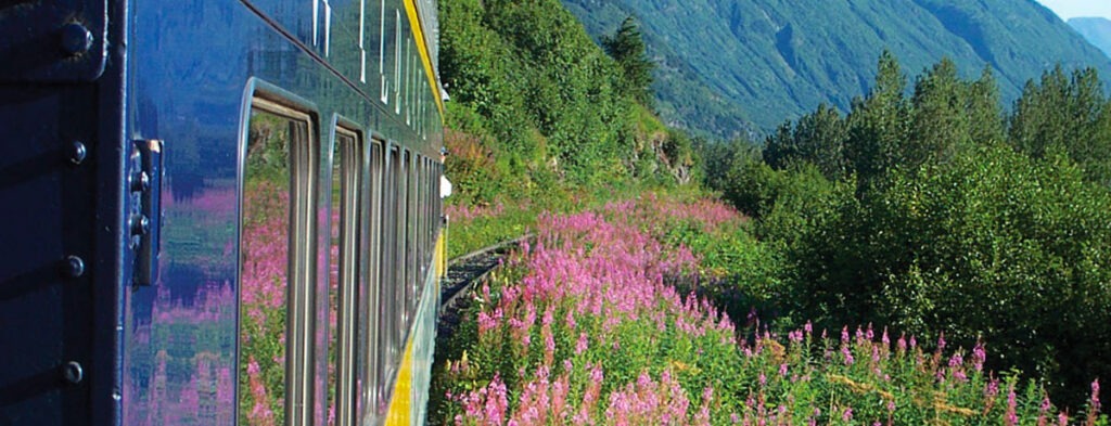 side of train passing pink flowers