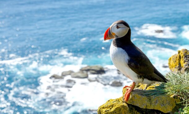 puffin on a rocky ledge